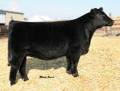 is pair is just what we hoped for when we made the embryos that produced them as their dam was a multiple-winner for the Prill family, KS, and their second dam is a full sister to the dam of GVC