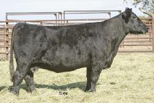 The Flush of the Year from Donor 6007S! Miss Green Valley 6007S GVC LEAH 030Z AMAA COW 428695 50.