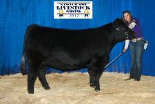 7 e first of four exciting daughters of Miss Green Valley 6007S, this natural daughter was injured at photo time but she is one to watch.