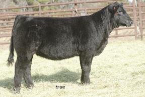 Our Highest-Potential Heifer Calves Ever! Lot 5 GVC SIERRA 034Z AMAA COW 428696 87.