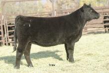 003Z AMAA COW 428711 87.