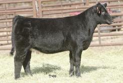 Our Highest-Potential Heifer Calves Ever! GVC LAUREN 032Z AMAA COW 428762 75.