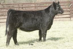 Top Daughters of GVC Suh 01W! Lot 12 Lot 14 GVC JANE 029Z AMAA COW 428694 87.