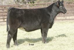 GVC AMBER 033Z AMAA COW 428876 50.
