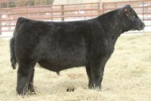 A Small but Mighty Selection of Proven GVC Females! Lot 21 MISS GREEN VALLEY 349N AMAA COW 327865 50.