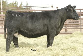 MISS GREEN VALLEY 574R AMAA COW 351984 89.