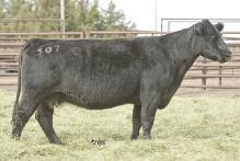 Lot 31 Lot 32 MISS GREEN VALLEY 507R AMAA COW 351861 75.