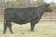 Her 2012 daughter by GVC Closing Bell is a standout and she is bred right for something very fancy in 2013! MISS GREEN VALLEY 632S AMAA COW 367505 75.