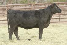 2 Act BW 78 Adj WW 638 Due to calve March 1 to GVC Hawkeye 4GHB, 4GHS A powerful donor prospect om e Big Picture!