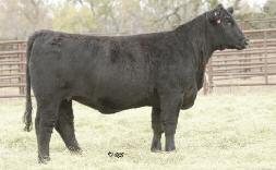 Big Picture Bred Heifers Maine-Anjou and MaineTainer Bred Heifers from the Top! GVC CLARABELLE 94Y AMAA COW 422764 75.