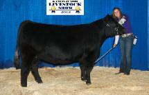 Champion Maine-Anjou 2012 Aksarben Champion Maine-Anjou & 3rd Overall Female Purchased by