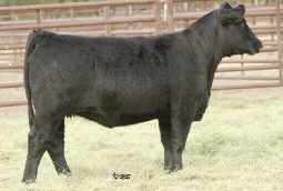Big Picture Bred Heifers Maine-Anjou and MaineTainer Bred Heifers from the Top!
