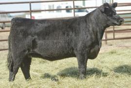 Big Picture Bred Heifers Ranch-Raised Angus Bred Heifers - Built to Perform!