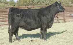 Here is a valuable replacement by GVC Grid Iron 017U, the maternal brother to GVC Settler. She offers powerful growth with a leading BW EPD that ranks her among the top 2% of young Angus dams.