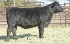 We have been getting great results om females just like this when bred pure or to our Maine-Anjou bulls.