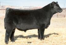GVC Big Picture Reference Sires GVC Suh 01W AMAA