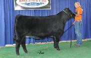 Breed Champion Purchased by Nowatzke Cattle in 2011