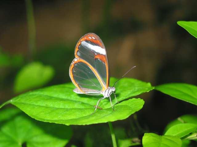 AIRPORTS NEWS AIRPORTS NEWS & UPDATES Greta diaphana (Endemic) : Glass-winged bu erflies are a very rare sight. If you catch one, it is considered good luck for life!