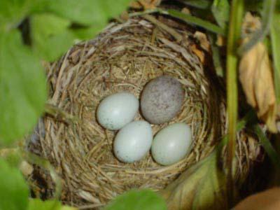 By Ray Stocking The three house finch eggs and the recently deposited cowbird egg.
