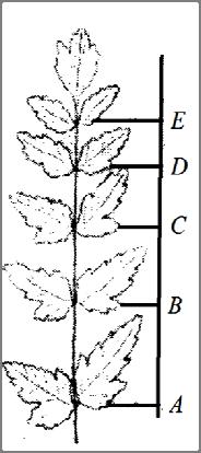 Кога сме кај распоредот на листовите на растенијата, да забележиме дека лај некои растенија тој е поврзан со низата на Фибоначиеви броеви, со која непосредно е поврзан и златниот пресек,
