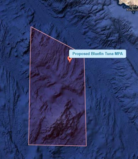 All of these bluefin tuna tracks are available in the Ocean Tracks interface in relation to the
