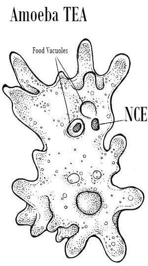 Contiguous tracts can no longer be used to create amoeba
