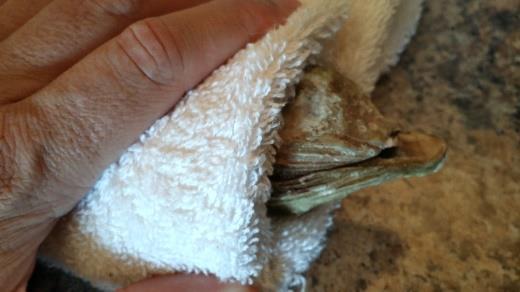 Wrap the oyster in a towel and place it securely on a flat cutting surface with the hinge end of the oyster facing