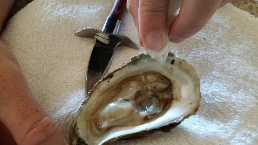 Cut the muscle from the top of the shell without piercing the oyster itself. This will allow you to lift off the top shell, exposing the raw oyster.