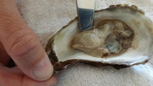 These little bits of shell can resemble sand, so scrape them away with the tip of the knife, being careful not to pierce the oyster in the process.