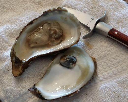 Carefully slip the tip of the oyster knife underneath the body of the oyster into the muscle where the muscle meets the shell. Slice through it.
