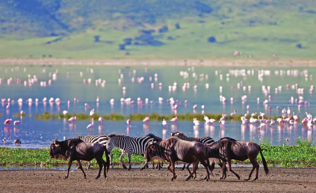 DAY 4 GIBB S FARM NGORONGORO CRATER Asilia Africa Spend one last morning in Tarangire, catching a final glimpse of one of its resident elephants or zebra before beginning the drive to the Ngorongoro