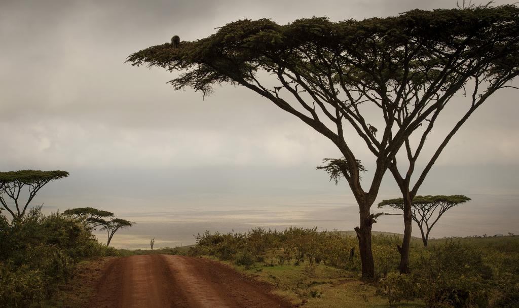 DAY 5 GIBB S FARM NGORONGORO CRATER Asilia Africa After breakfast, drive to the rim of Ngorongoro Crater. As you enter the Ngorongoro Conservation Area, you will begin to see Maasai enkangs.