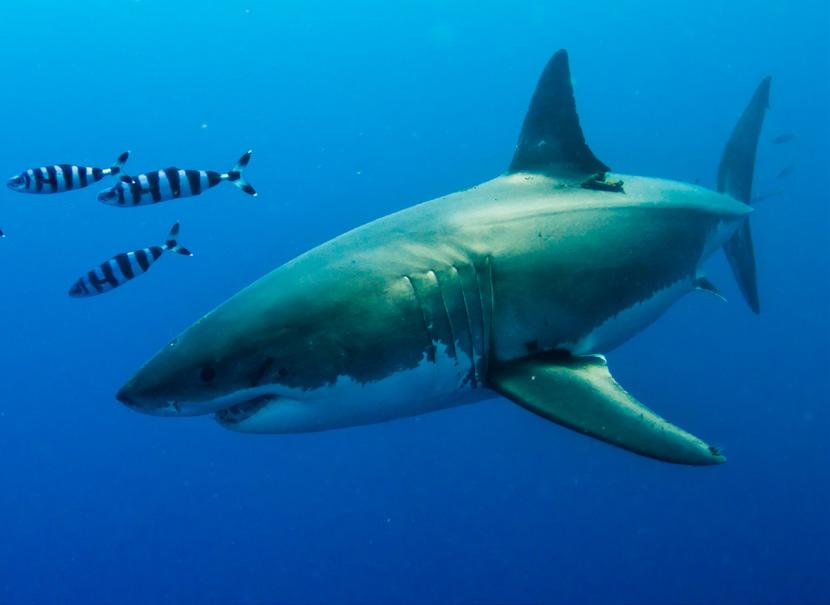 great white sharks while living luxuriously on our