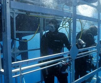at Guadalupe Island For this trip, cage divers