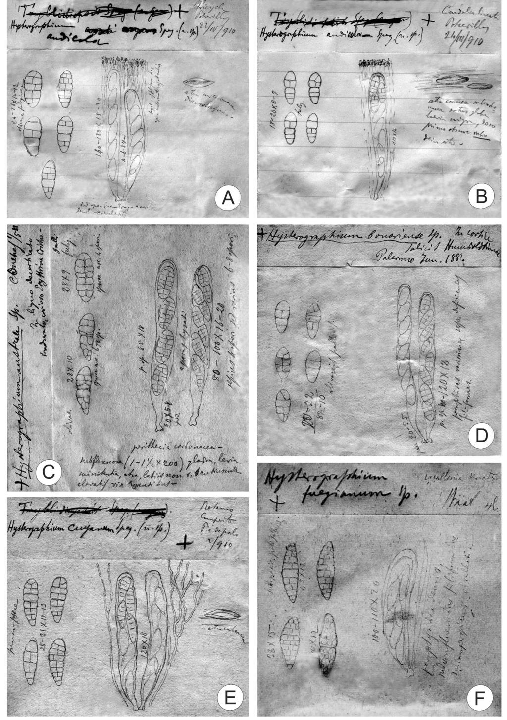 DARWINIANA 47(2) 289-296. 2009 Fig. 1. Herbarium packets of Spegazzini s type specimens of Hysterographium. A, H. andicola (lectotype LPS 1288- a). B, H. andicola (LPS 1288-b).