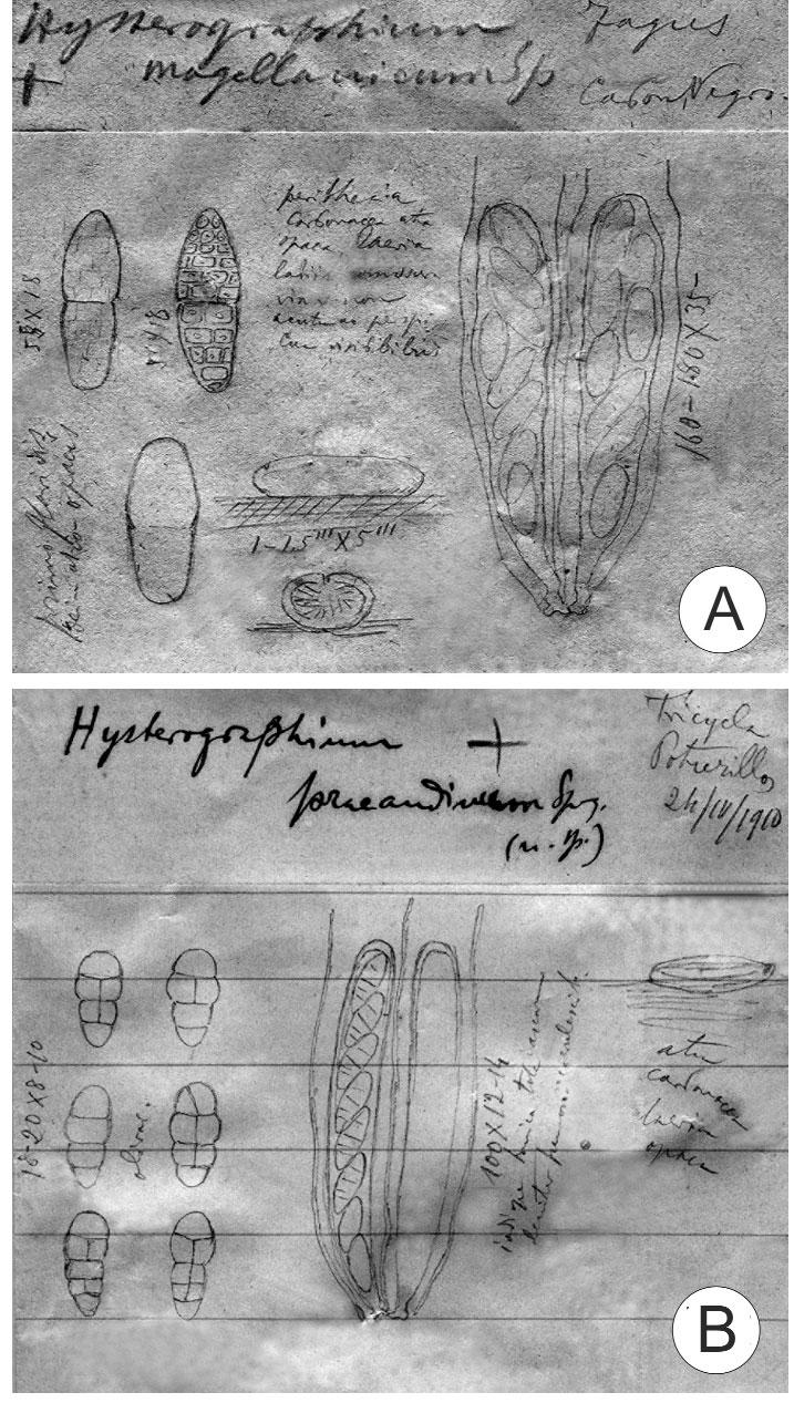 L. E. LORENZO & M. I. MESSUTI. Hysterographium in southern South America (Winteraceae, V. n. "Canelo") (Messuti & Lorenzo, 2003). Specimens examined ARGENTINA. Neuquén. Río Pichi Traful, Sec.