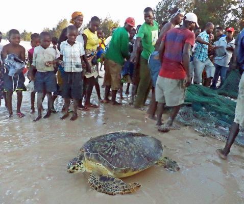 awareness talks to fishers and children about marine turtles conservation (22 September 2015; Figure 14). A B Figure 13.
