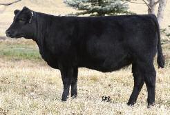 The Echo Cow Family LOT 3 HF ECHO 247T E-C-H-O spells stunning, which is how many astute cattlemen have described the Echo family. Like they say.