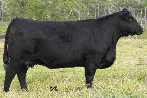 The Echo Cow Family One of her greatest accomplishments occurred when Echo 32E was flushed to TC Freedom and Echo 187N and her outstanding flush mates were born.