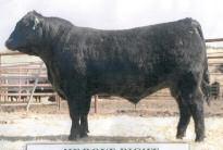 We acquired half interest in MVF Tibbie 15T in 1986 from Mountain View Farms and she has since become the Matriarch for the Tibbie family with her offspring dominating the show and sale rings in the