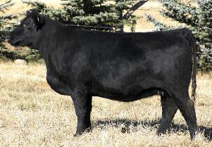 The HF Erica Cow Family The Erica cow family have been real consistent producers, some like our feature Lot 1, that have been down the road frequenting shows and sales, but many have been front