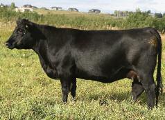! There is a 15yr old elite cow that you will find in a number of pedigrees, HF Erica 61F who brought in a super heifer calf again this fall.