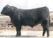 Progeny of the Rosebud family were not only show winners, such as Legends of the Fall Champion, Grand Champion Female at Calgary Stampede, as well as sale toppers at various shows and sales.