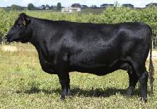 The HF Lucy Cow Family LOT 84 HF LUCY 42S LOT 83A HF LUCY 111X 83 TWIN VALLEY PRECISION E161 NHC AMF CAF BT TOUCHDOWN 14N NHC AMF BT EVERELDA ENTENSE 65J HF LUCY 132L HF LUCY 101G FEMALE WYAA 28S