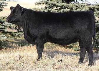 The HF Annie Cow Family LOT 96A HF ANNIE K 80X LOT 96 2HR ANNIE K 23S 96 HYLINE RIGHT TIME 338 NHF AMF CAF HYLINE RIGHT WAY 781 NHF AMF CAF HYLINE ELLEN 86 DOUBLE AA RETO 554'93 DOUBLE AA ANNIE K