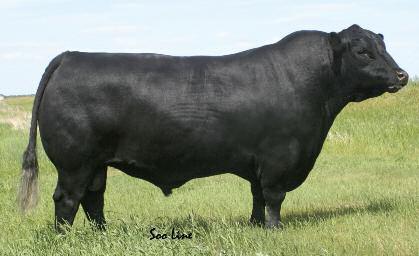 His progeny have consistently topped sales held by Soo Line Cattle, Geis Angus, and Hamilton Farms and he is far from being out of date.