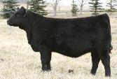 00 for ½ interest to Ring Creek Farm, HF El Tigre 28U, high selling bull through the 08 Masterpiece Sale for $82,500.