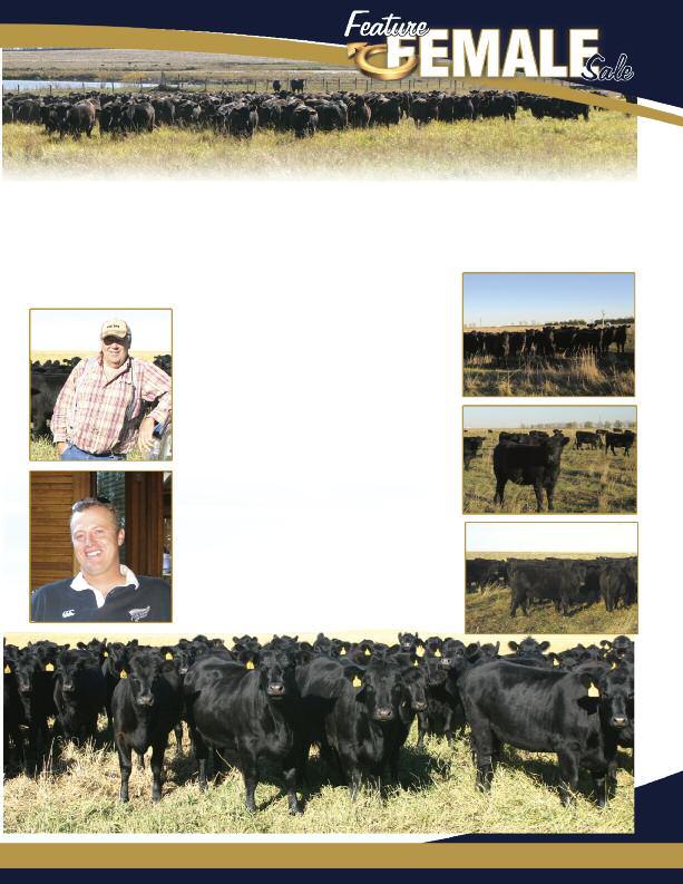 HF Sired Commercial Heifers Consigned by Echo Sands Ranching, Doug and Helga Price from Acme, Ab and George Murray, GW Murray Ranching Ltd. from Tilley, Ab.