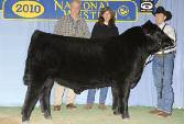 HF Tiger 5T Tiger is one of our feature herd sires that sold in our 2007 bull sale for a record breaking $52,000.