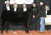 The HF Erica Cow Family HF ERICA 20X THE LEGENDS OF THE FALL CHAMPION HEIFER AT FARMFAIR INTERNATIONAL 2010 20X is a broody young matron will make your jaw drop when you see the power, volume, and